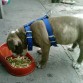 TYSON COMIENDO